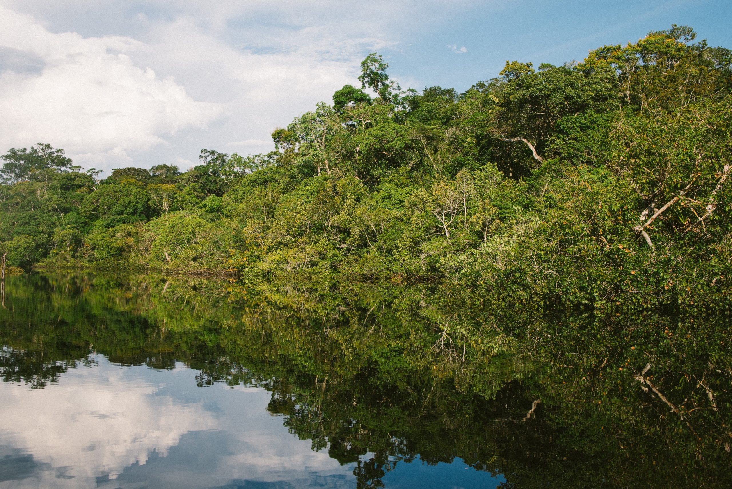 Deforestation in the Amazon | One World Education