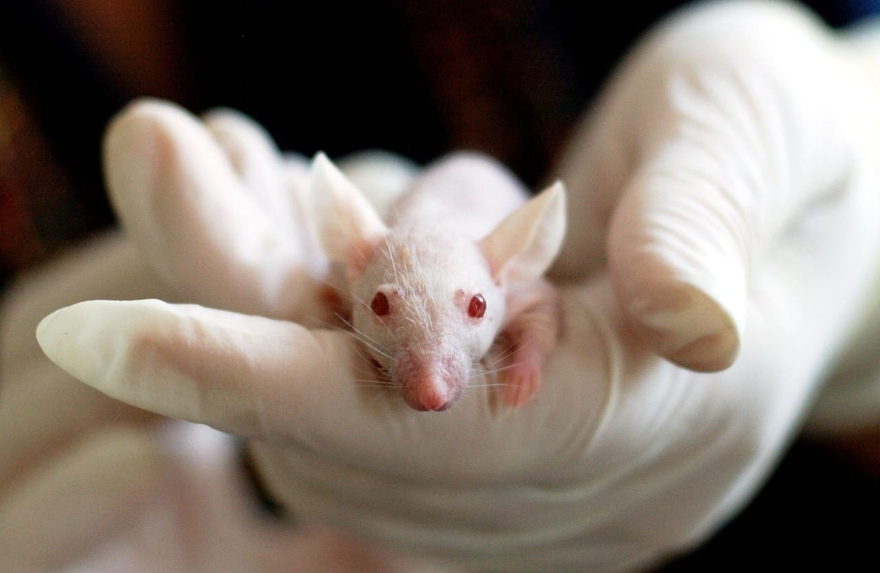 Animal Testing is Animal Cruelty - One World Education