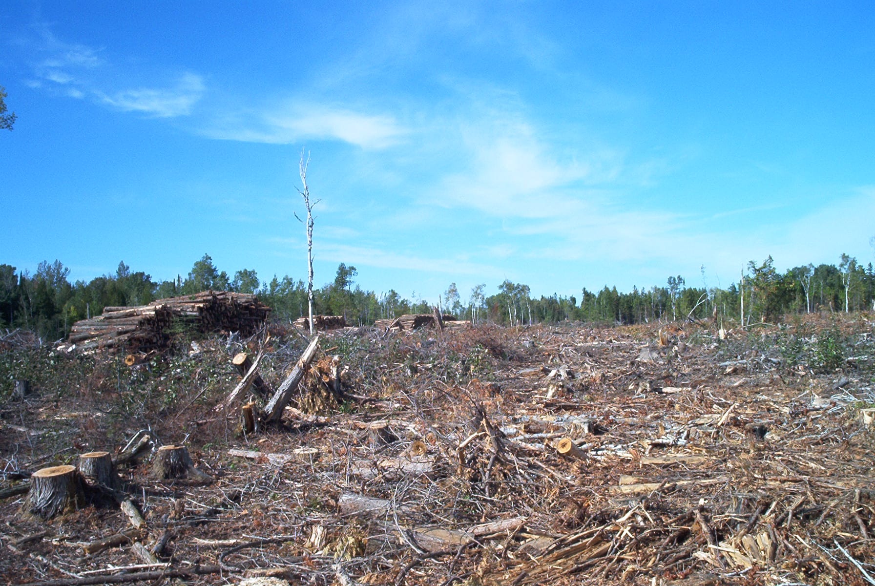 Habitats, Deforestation, and You | One World Education